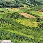 Weinberge an der Mosel