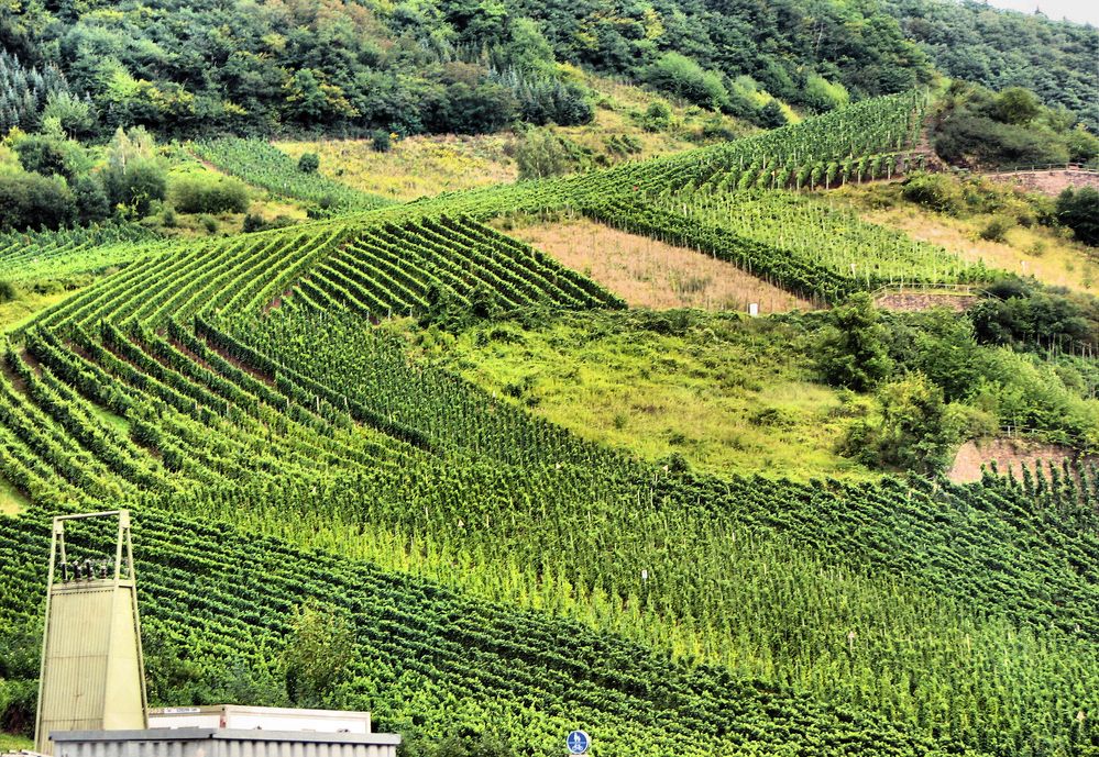 Weinberge an der Mosel