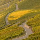 Weinberge an der Mosel