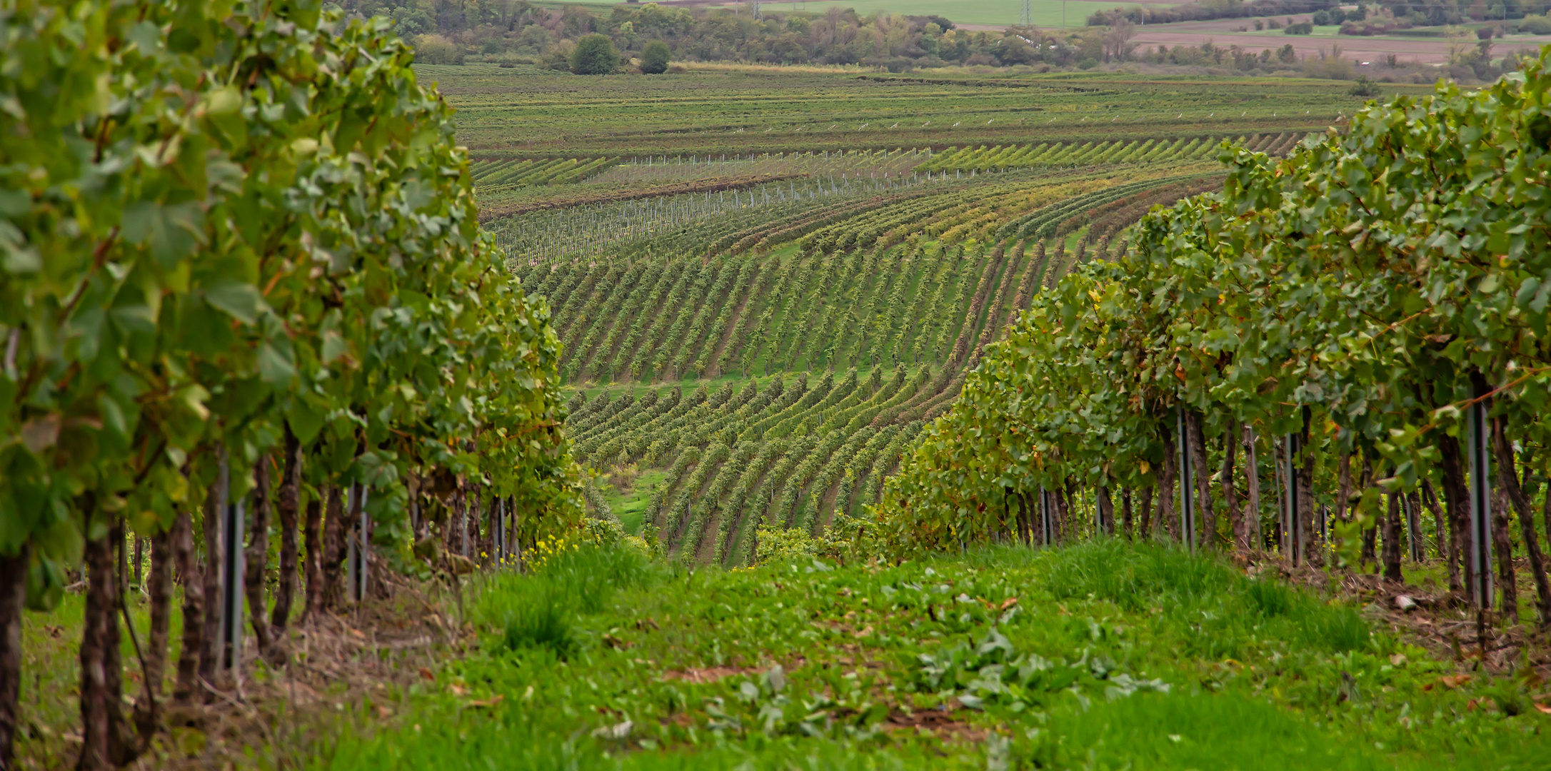 Weinberge an der Nahe