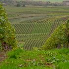 Weinberge an der Nahe