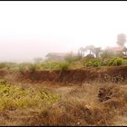 Weinberge auf La Gomera