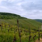 Weinberge aus dem Remstal von Stetten