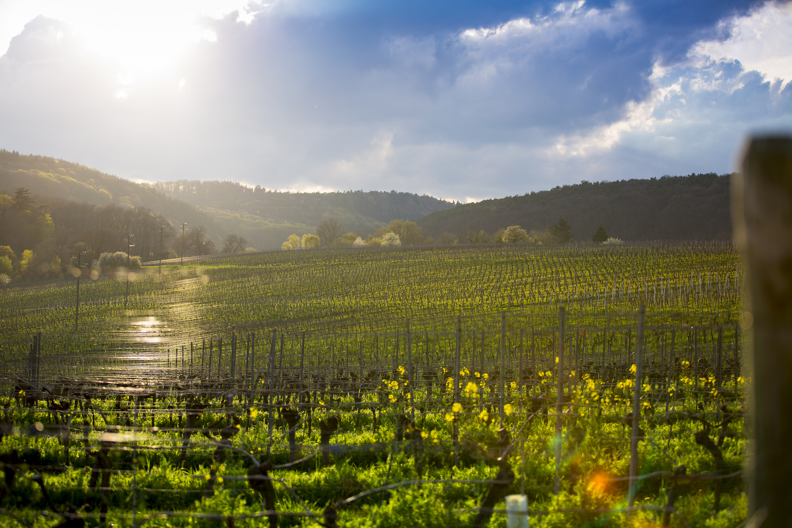 Weinberge