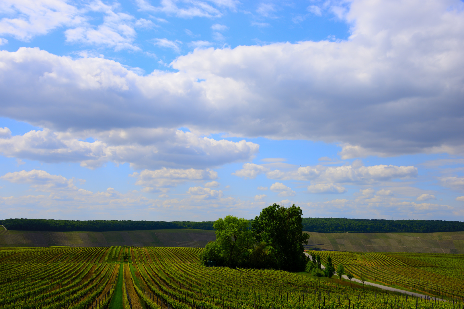 Weinberge