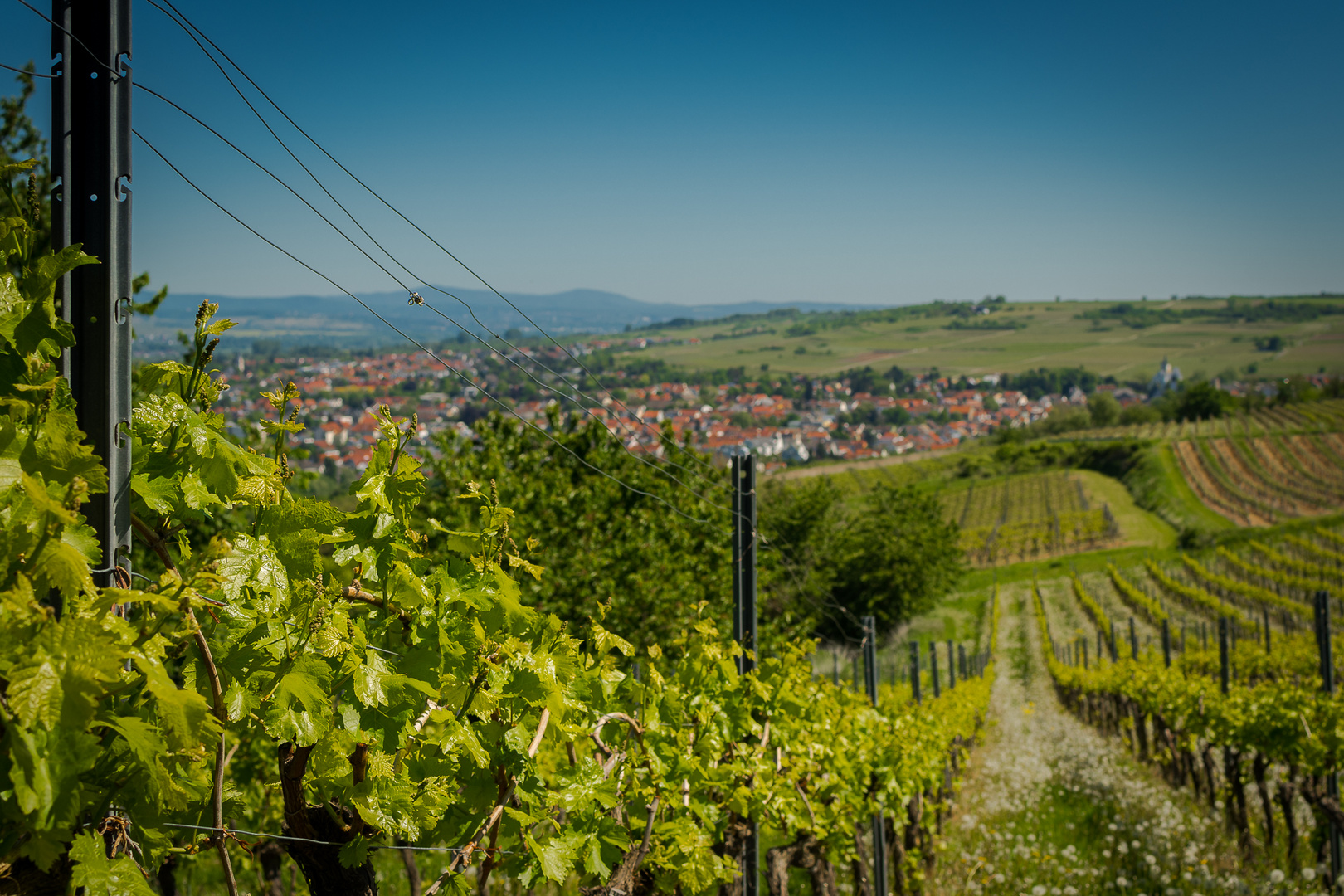 Weinberge