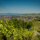 Weinberge