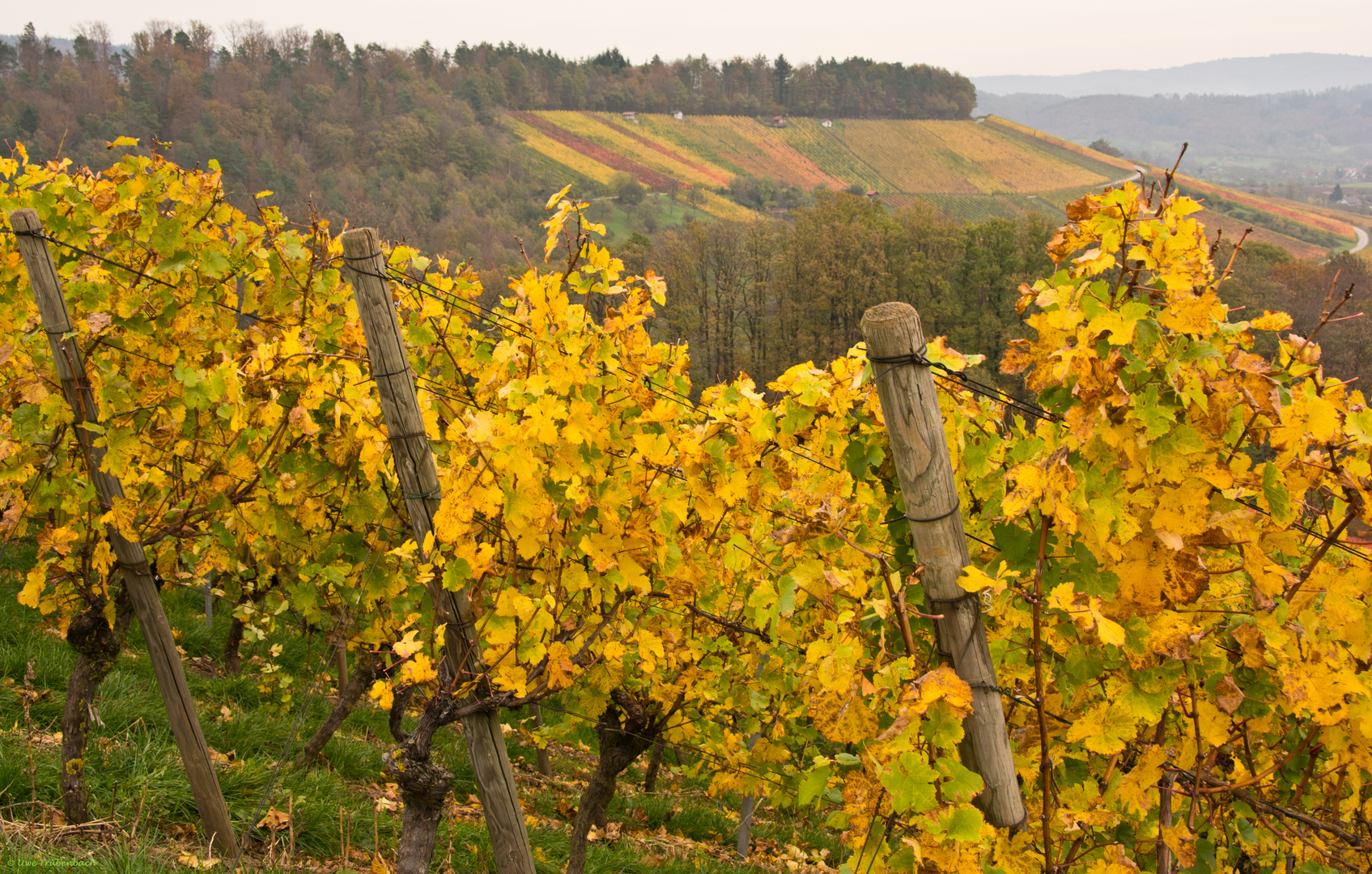 Weinberge bei Aspach im Rems-Murr-Kreis (1)