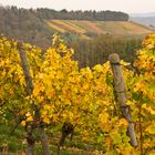 Weinberge bei Aspach im Rems-Murr-Kreis (1)