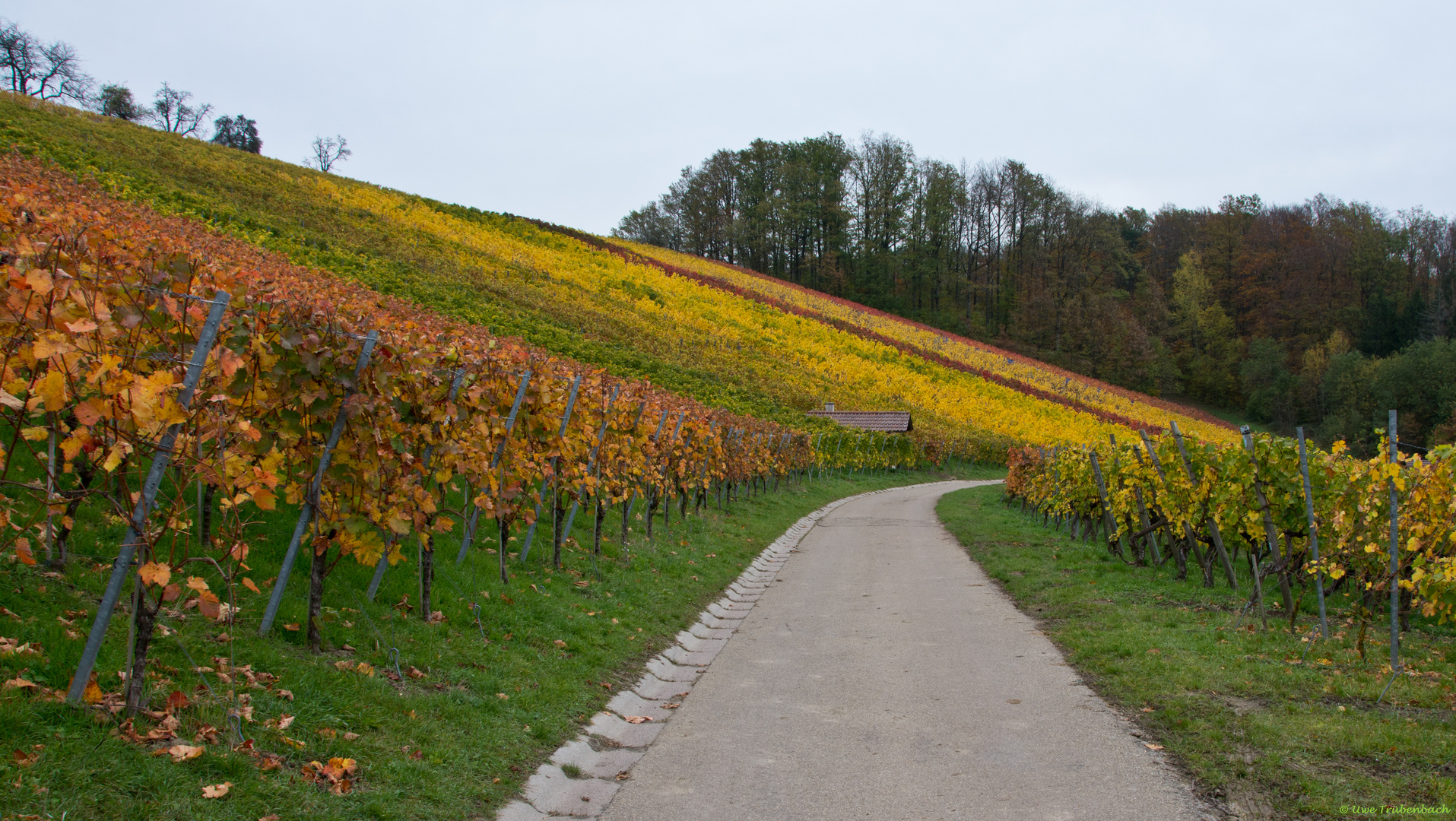 Weinberge bei Aspach im Rems-Murr-Kreis (2)