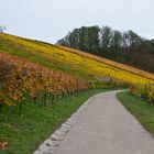 Weinberge bei Aspach im Rems-Murr-Kreis (2)