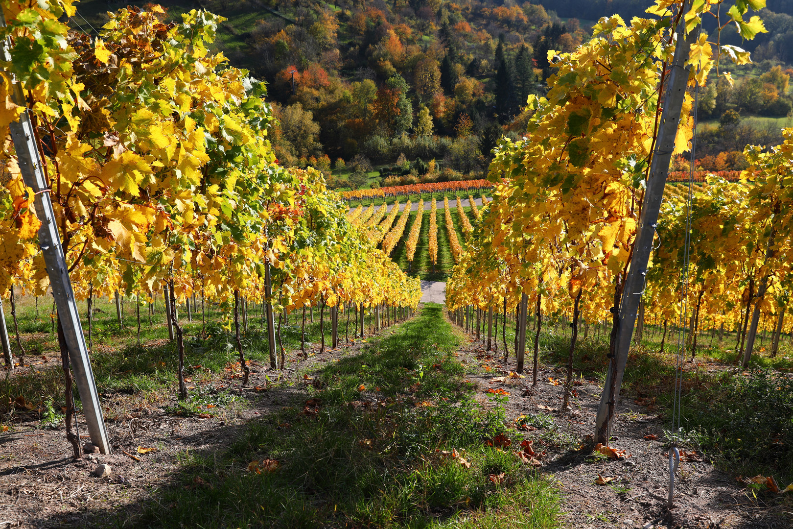 Weinberge bei Breuningsweiler