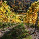 Weinberge bei Breuningsweiler