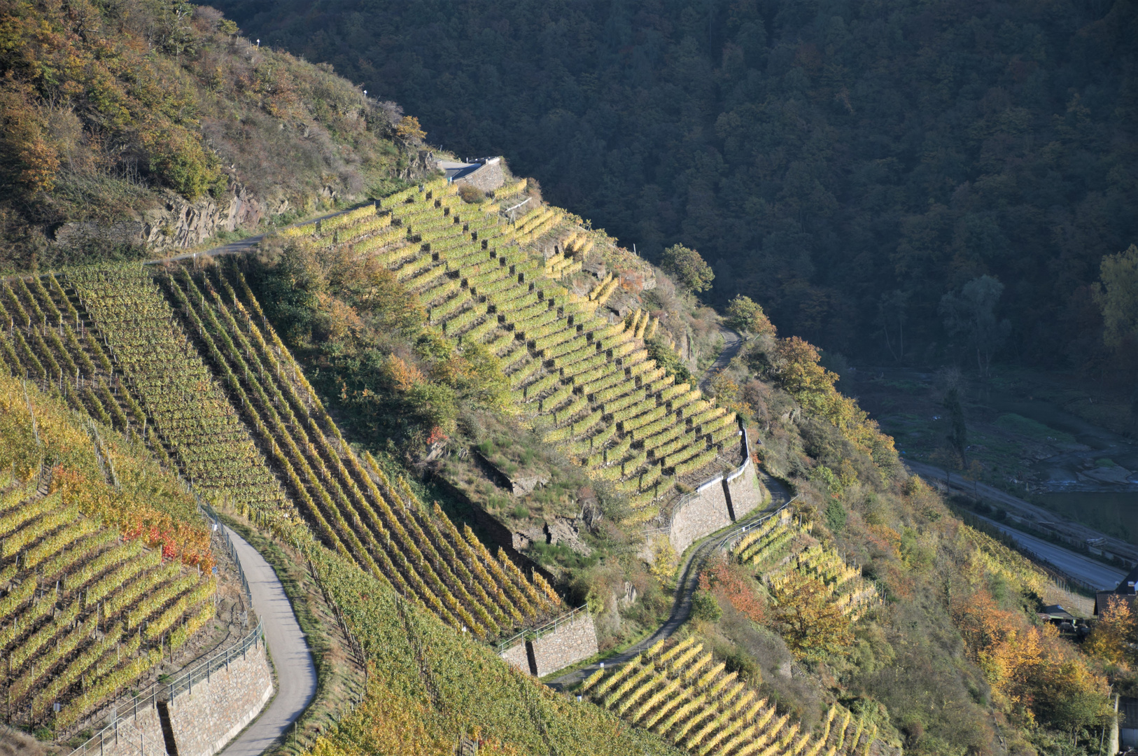 Weinberge bei Dernau