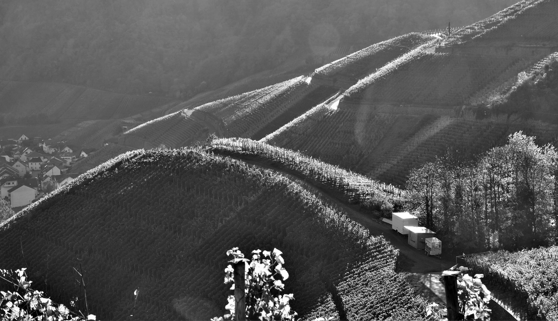 Weinberge bei Dernau