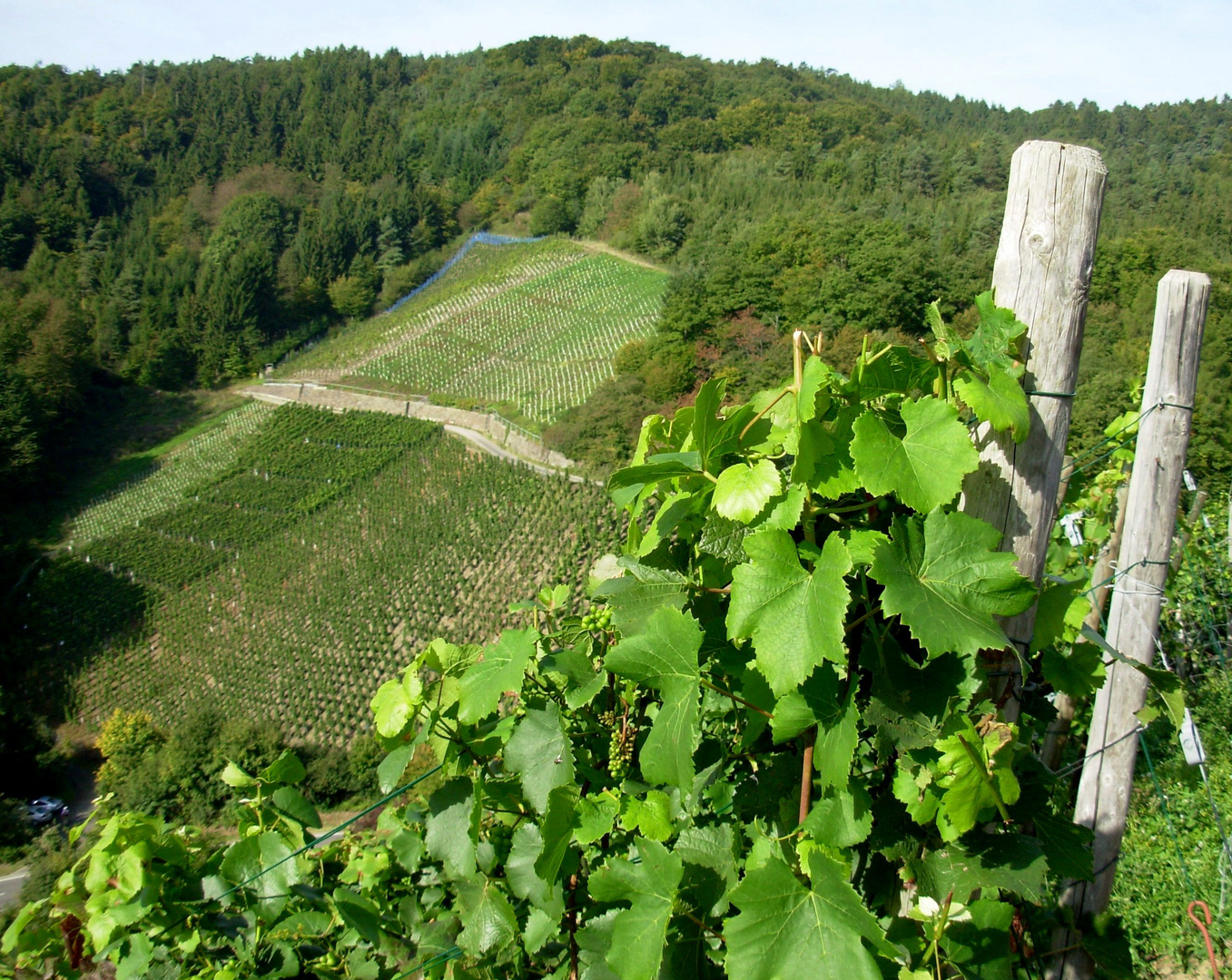 Weinberge bei Dernau (Ahr ) 2