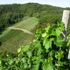 Weinberge bei Dernau (Ahr ) 2