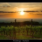 Weinberge bei Durbach