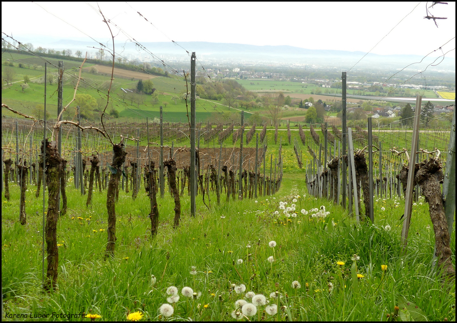 Weinberge bei Fischingen, Markgräflerland