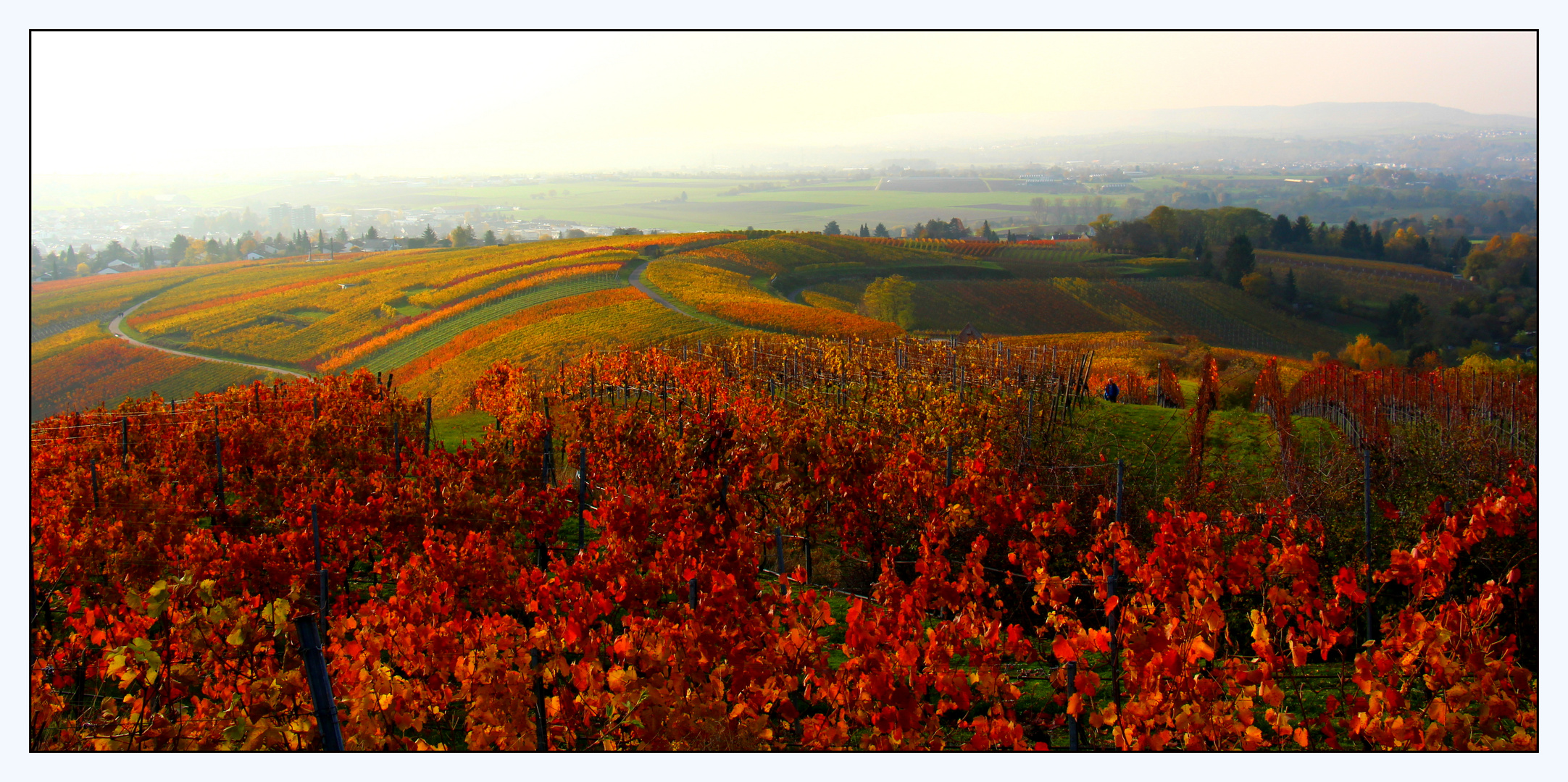 Weinberge bei Flein