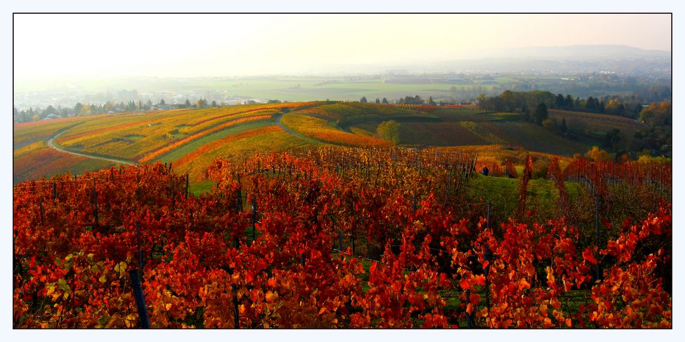 Weinberge bei Flein