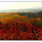 Weinberge bei Flein