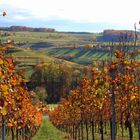 Weinberge bei Flein