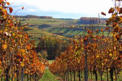 Weinberge bei Flein