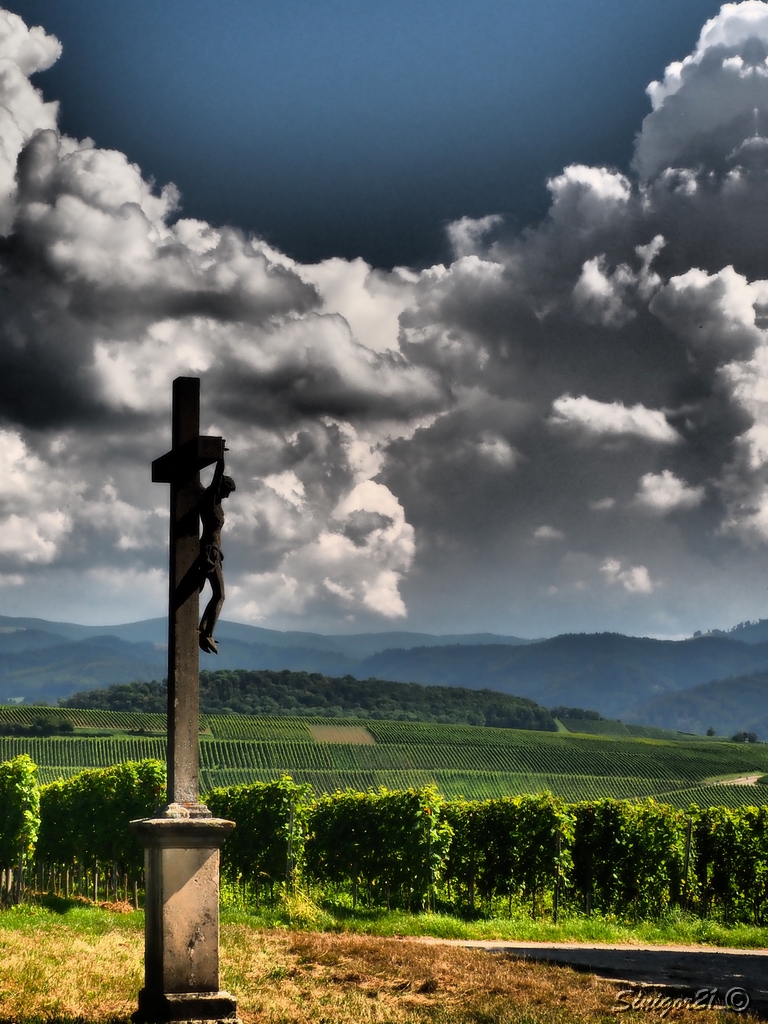 Weinberge bei Freiburg