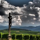 Weinberge bei Freiburg