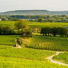 Weinberge bei Geisenheim 10