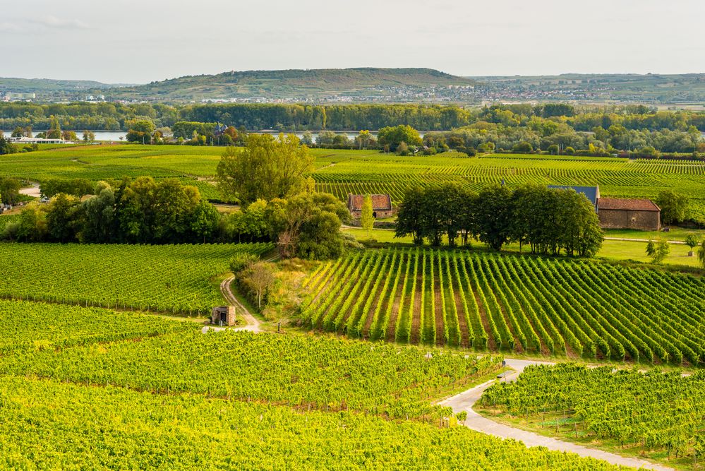 Weinberge bei Geisenheim 10