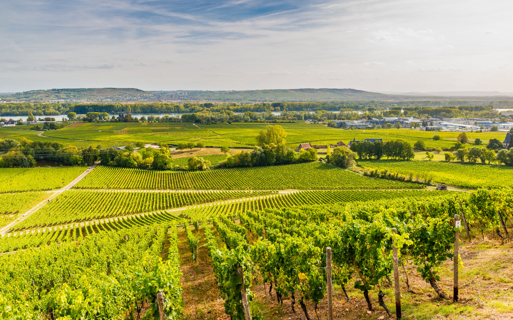 Weinberge bei Geisenheim 66