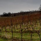 Weinberge bei Ingelheim 2