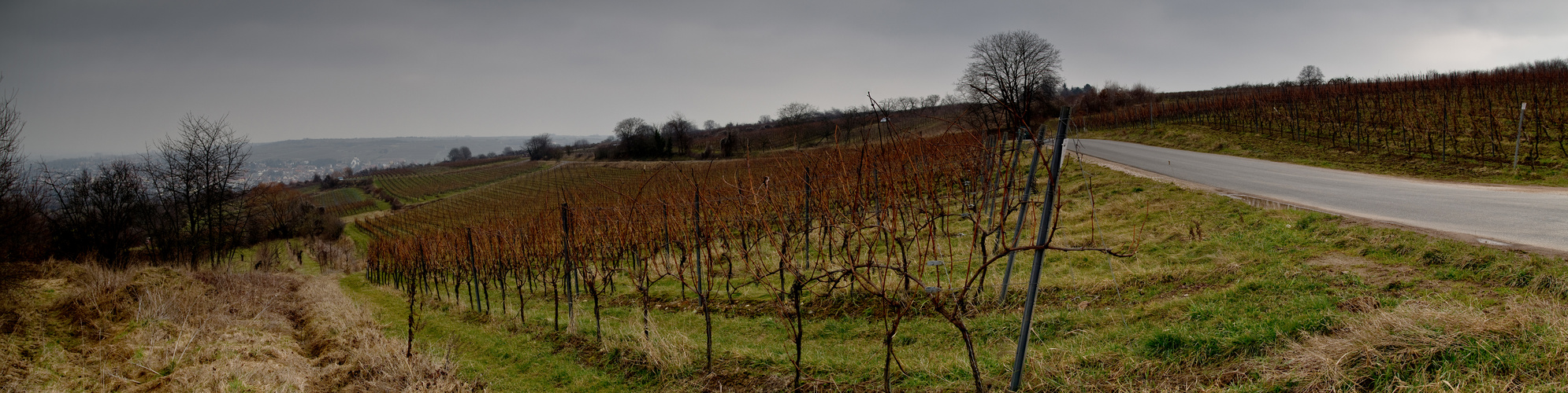 Weinberge bei Ingelheim 2