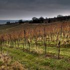 Weinberge bei Ingelheim