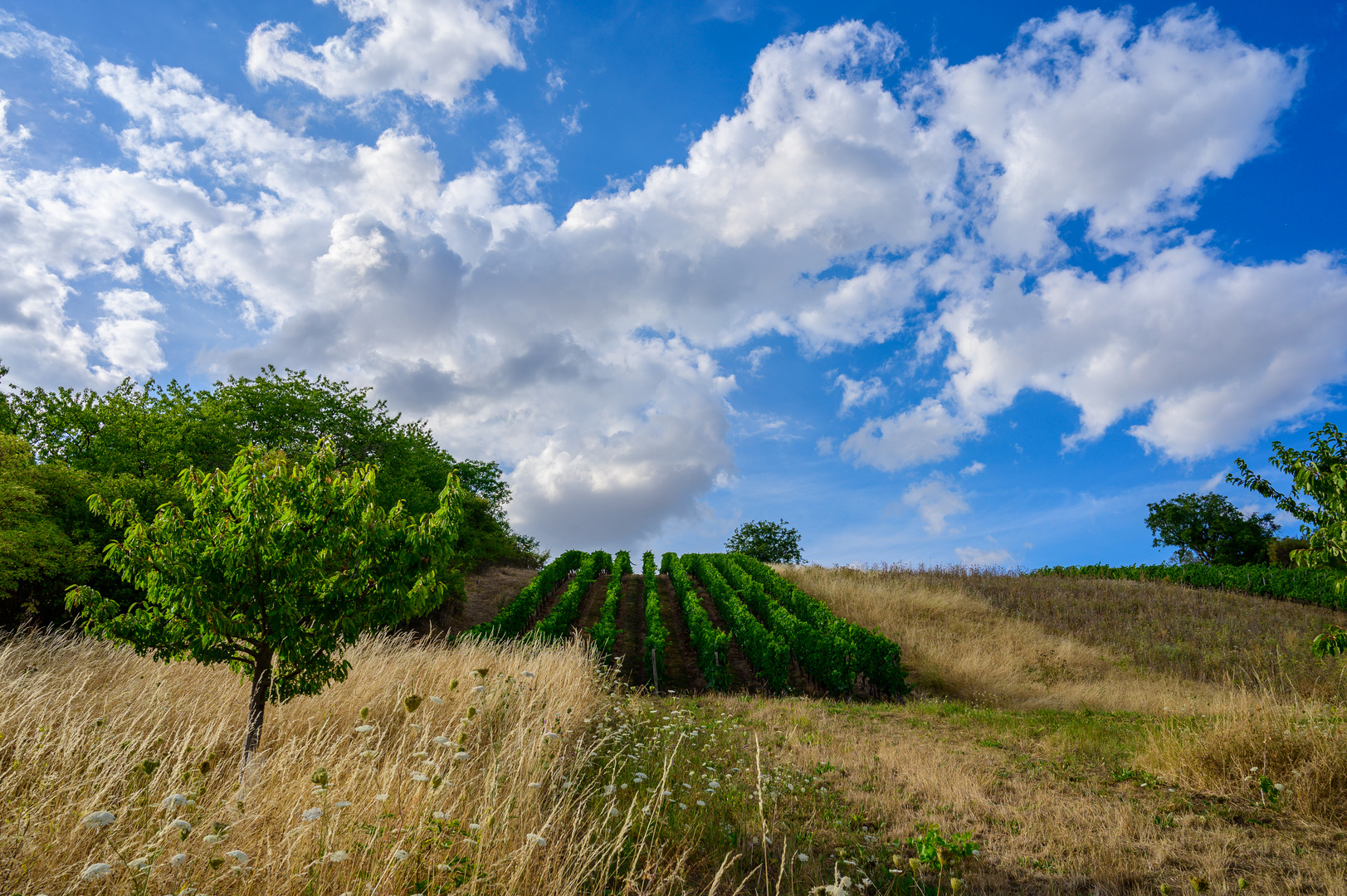 Weinberge bei Jugenheim