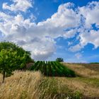 Weinberge bei Jugenheim