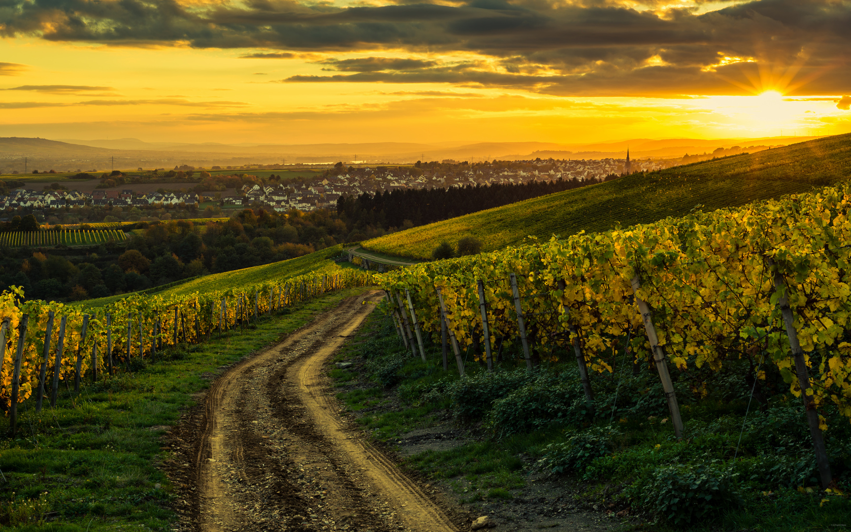 Weinberge bei Kiedrich II