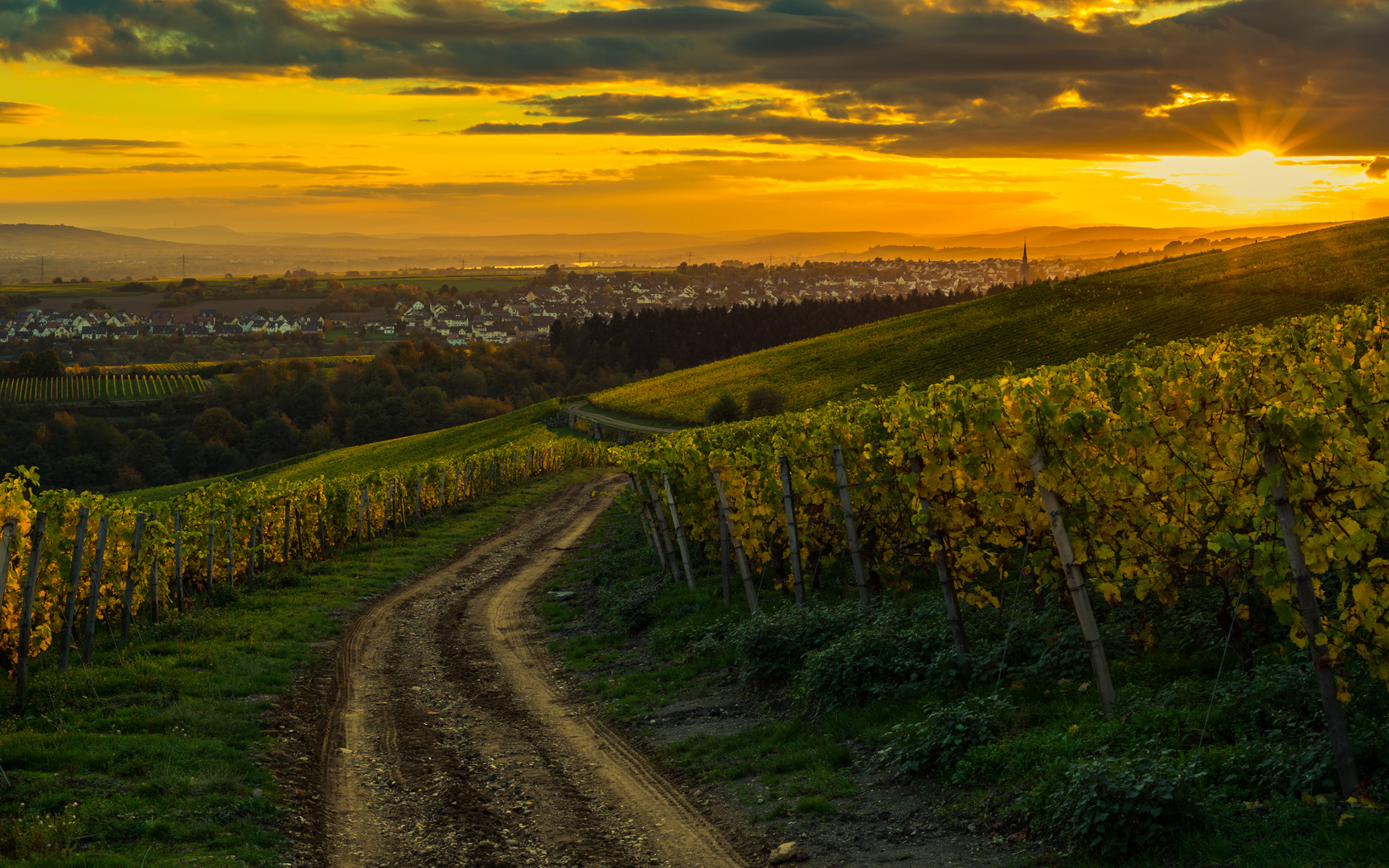 Weinberge bei Kiedrich II