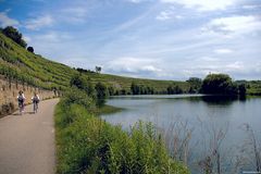 Weinberge bei Kirchheim am Neckar