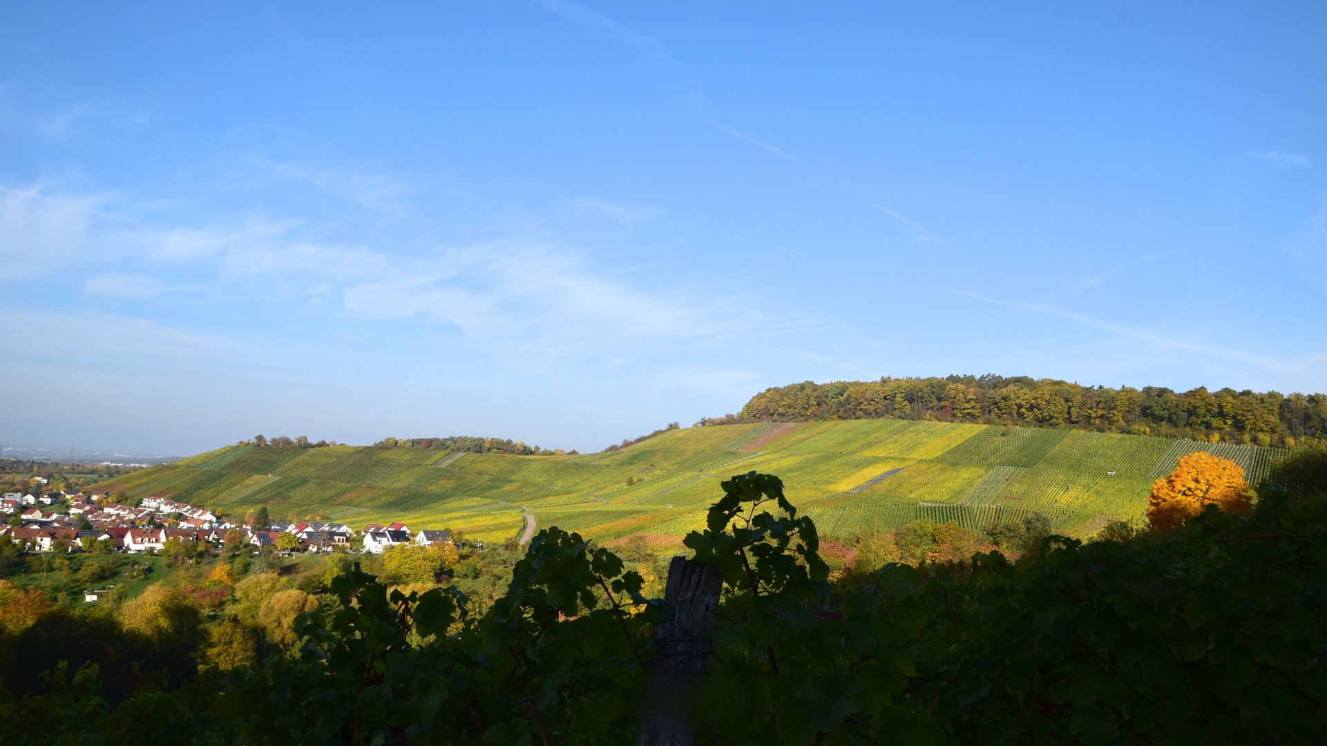 Weinberge bei Korb