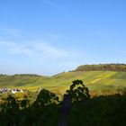 Weinberge bei Korb