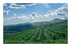 Weinberge bei Krems (Niederösterreich)