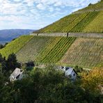 Weinberge bei Leutesdorf/Mittelrhein