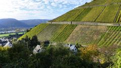 Weinberge bei Leutesdorf/Mittelrhein