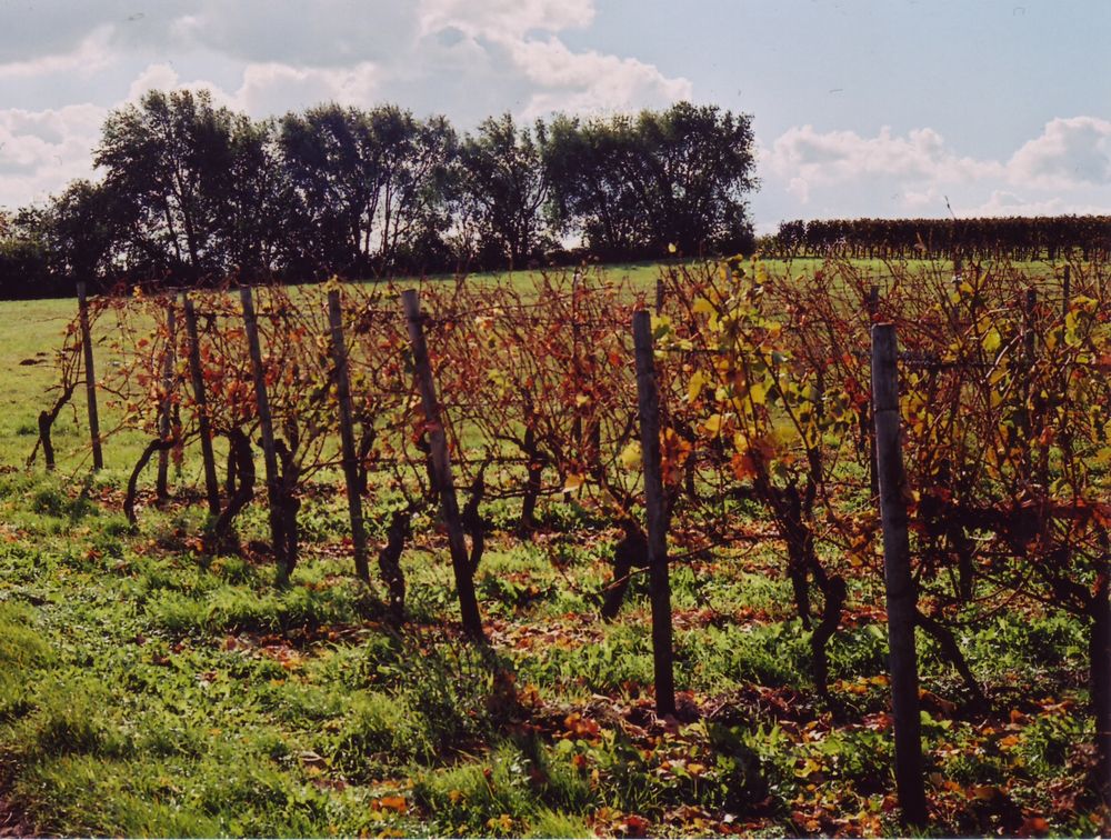 Weinberge bei Mainz im Herbst