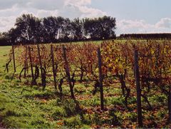 Weinberge bei Mainz im Herbst