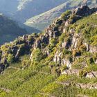 Weinberge bei Mayschoß II