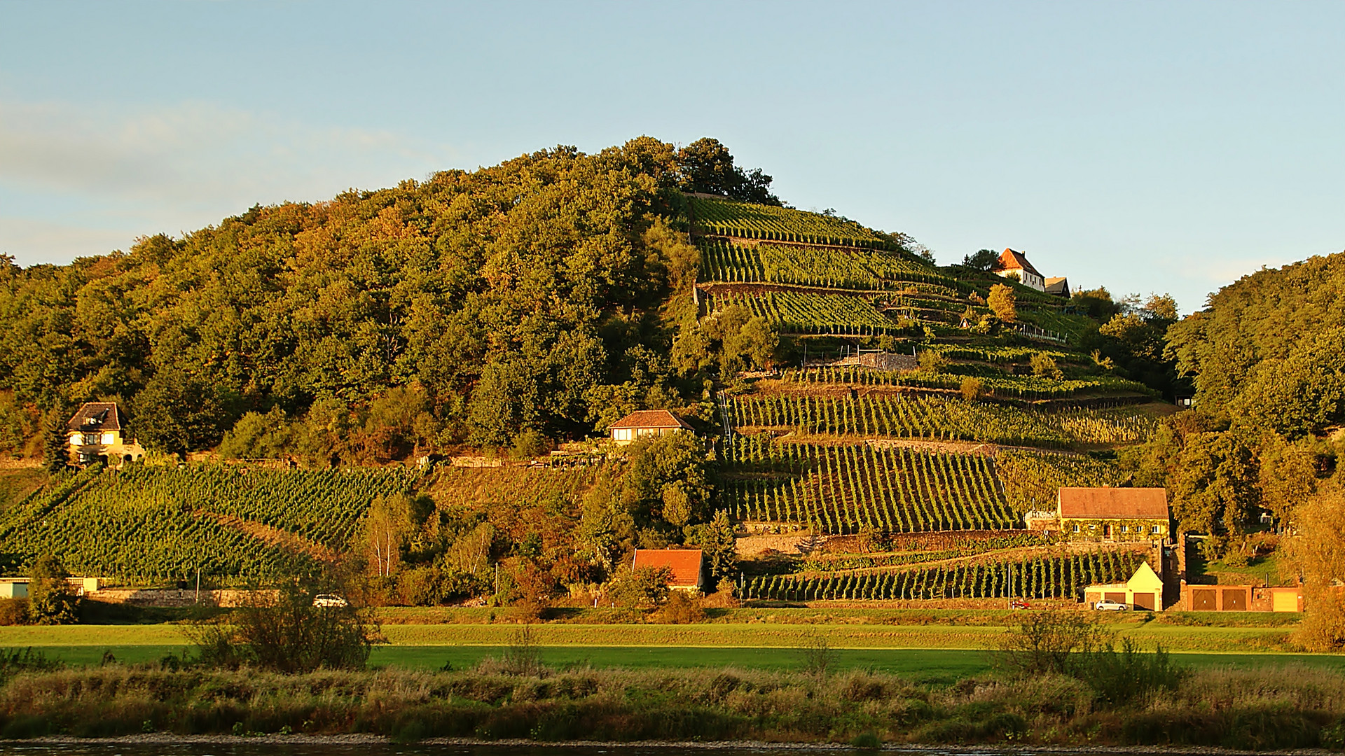 Weinberge bei Meißen I